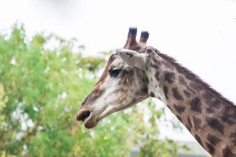 Giraffe Stock Photos