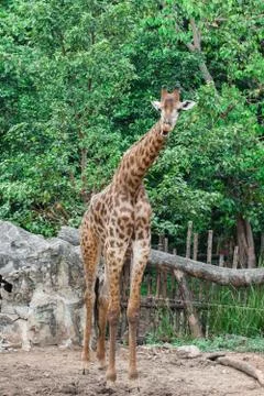 Giraffe Stock Photos