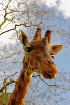 Giraffe Stock Photos