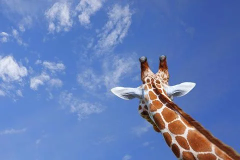 Giraffe Stock Photos