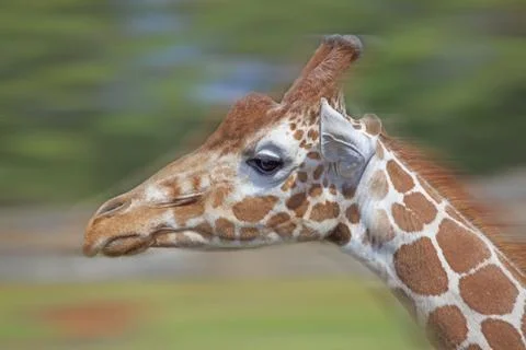 Giraffe Stock Photos