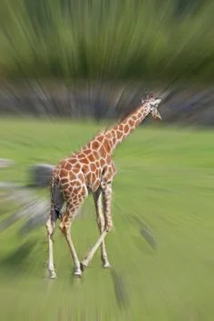 Giraffe Stock Photos