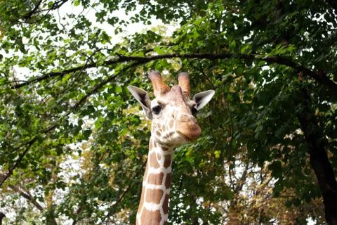 Giraffe Stock Photos