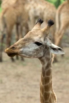 Giraffe Stock-Fotos