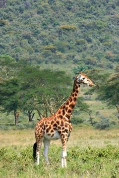 Giraffe Stock Photos