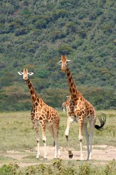 Giraffe Stock Photos