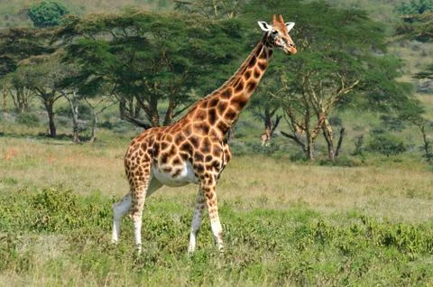 Giraffe Stock Photos