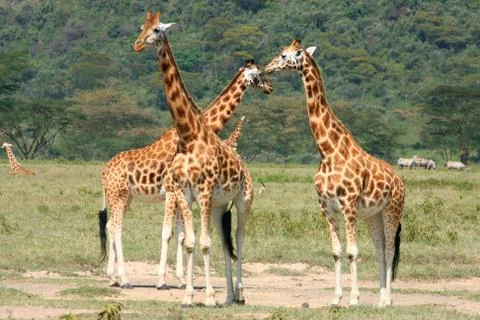 Giraffe Stock Photos