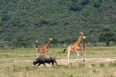 Giraffe Stock Photos
