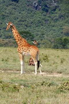 Giraffe Stock Photos