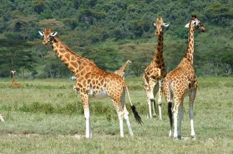 Giraffe Stock Photos