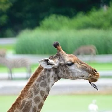 Giraffe Stock Photos