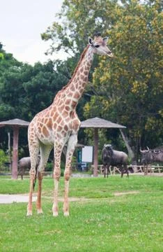 Giraffe Stock Photos