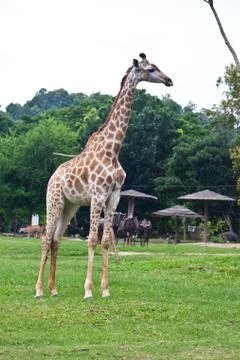 Giraffe Stock Photos