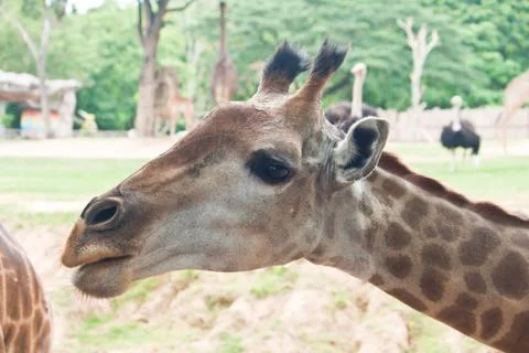 Giraffe Stock Photos