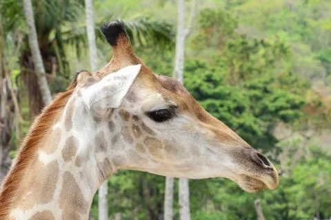 Giraffe Stock Photos