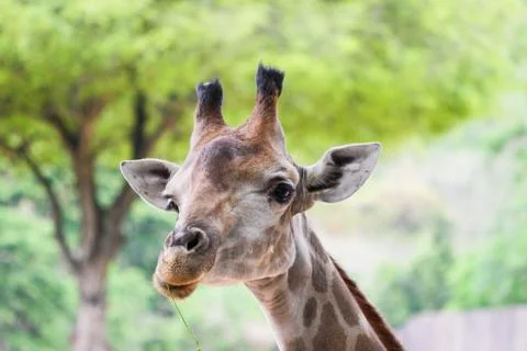 Giraffe Stock Photos