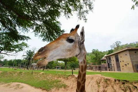 Giraffe Stock Photos