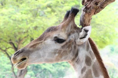 Giraffe Stock Photos