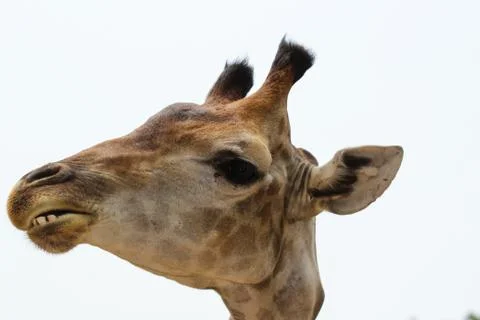 Giraffe Stock Photos