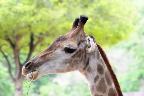 Giraffe Stock Photos