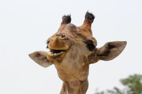 Giraffe Stock Photos