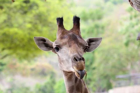 Giraffe Stock Photos