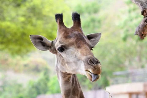Giraffe Stock Photos