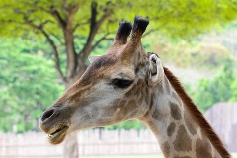 Giraffe Stock Photos