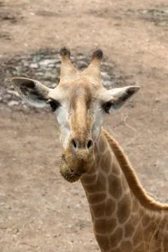 Giraffe Stock Photos