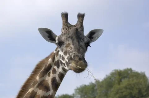 Giraffe Stock Photos
