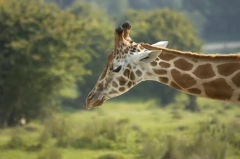Giraffe Stock Photos