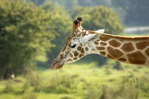 Giraffe Stock Photos