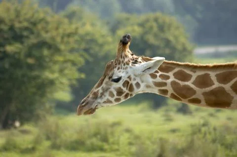 Giraffe Stock Photos