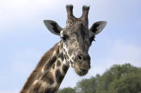 Giraffe Stock Photos