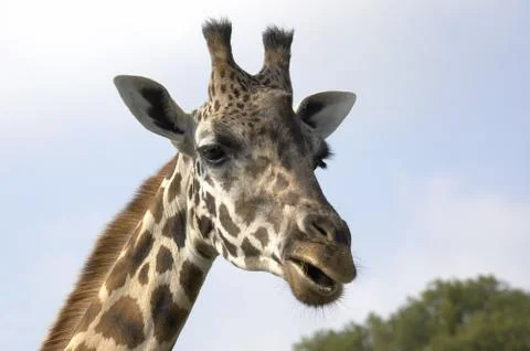Giraffe Stock Photos