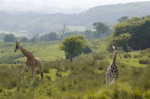 Giraffe Stock Photos