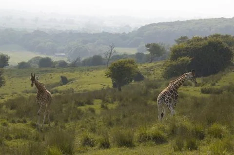 Giraffe Stock Photos