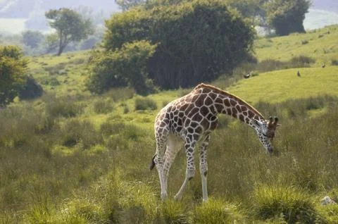 Giraffe Stock Photos