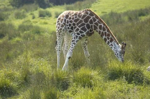 Giraffe Stock Photos
