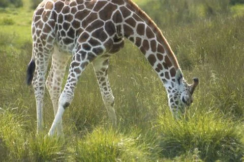 Giraffe Stock Photos
