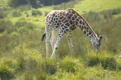 Giraffe Stock Photos