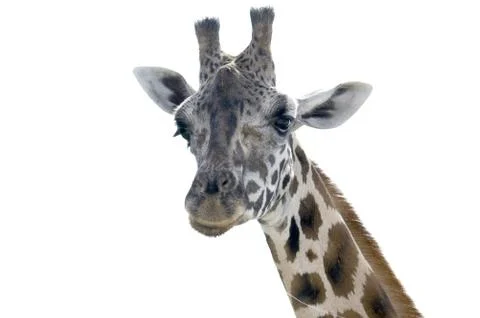 Giraffe Stock Photos