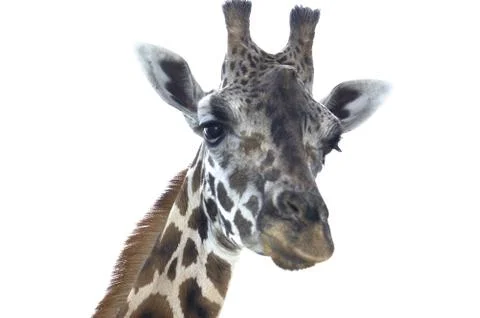 Giraffe Stock Photos