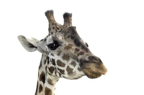 Giraffe Stock Photos