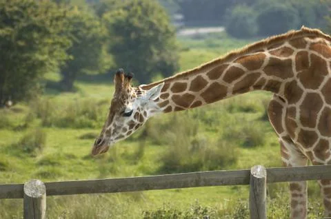 Giraffe Stock Photos