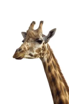 Giraffe Stock Photos