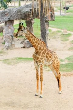 Giraffe Stock Photos