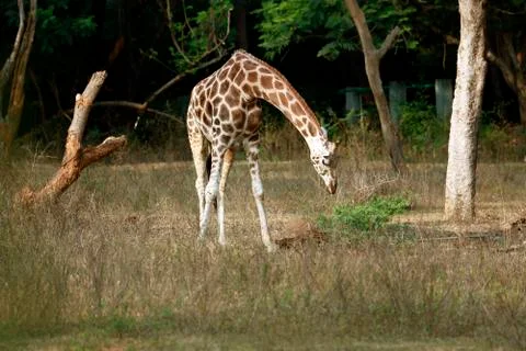 Giraffe Foto stock