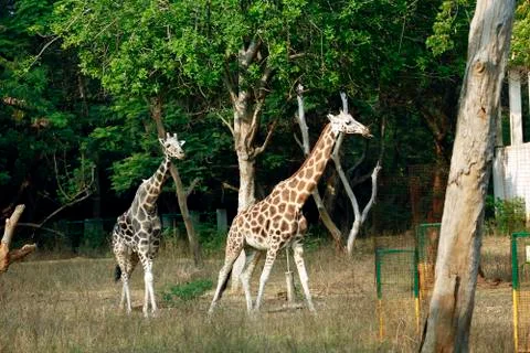 Giraffe Fotos de archivo